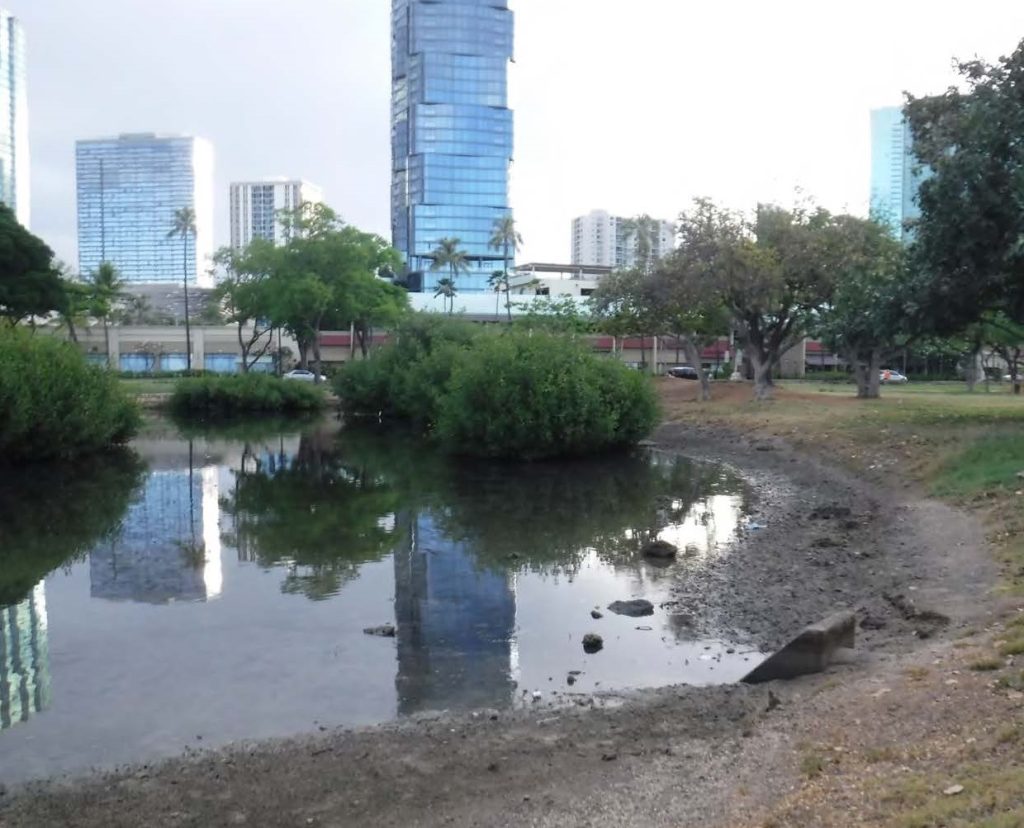 Condition of the Japanese Garden Pond prior to restoration