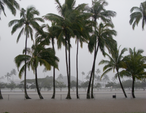 Flooding on a field with palm trees and a fence in the foreground.