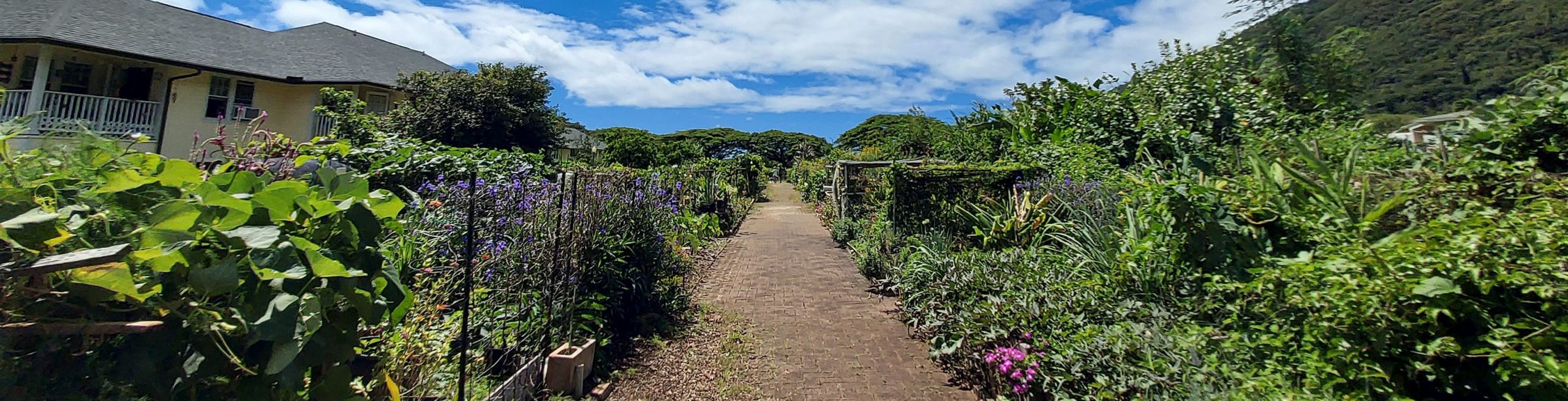 Pathway running through the center of Manoa Community Garden with blue skies and lush green growth.