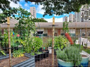 A photo of one plot at the Ala Wai Community Garden. This plot contains pots and raised beds, very neat and organized but still with the messy and luscious growth of food plants. A school is in the background.