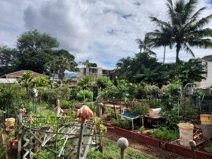 Photo of Diamond Head Community Garden on a slightly overcast day. Slightly raised beds are framed with wood and metal poles, some with tennis balls on top and one in the center of the photo with an orange glove.