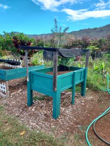 A photo of a raised bed at Hawaii Kai Community Garden. This green raised bed, about 3 feet up from the ground, is designed for kupuna garden members. There is shade cloth draped over the top.