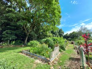 This photo of Kaneohe Community Garden shows one lush plot front and center, with tall trees on the left and blue skies on the right.