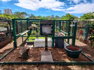 This photo is of a plot at Makiki Community Garden, showcasing the fencing structures they have around each plot. This particular plot has done very well to keep the fencing clear of plants so you can see into the plot, which contains a couple beds filled with greens.